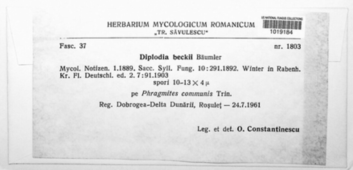 Microdiplodia beckii image
